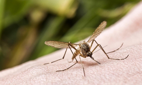 Những lưu ý khi chăm sóc bệnh nhân sốt xuất huyết tại nhà