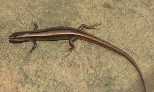 Phát hiện loài thằn lằn mới đặc biệt tại Hoà Bình