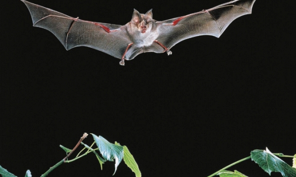 Phát hiện virus Corona ở dơi móng ngựa