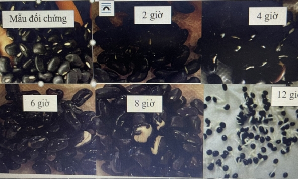 Quy trình lên men rượu đậu đen