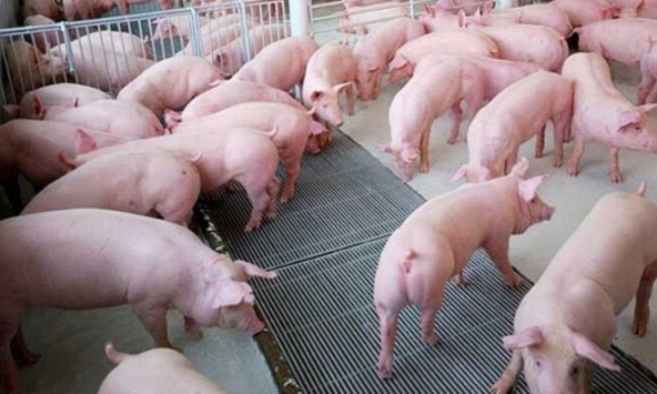 Giá heo hơi ở miền Bắc và miền Trung tiếp tục tăng