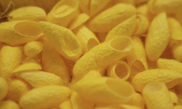 Nghiên cứu chế vỏ thuốc từ tơ tằm