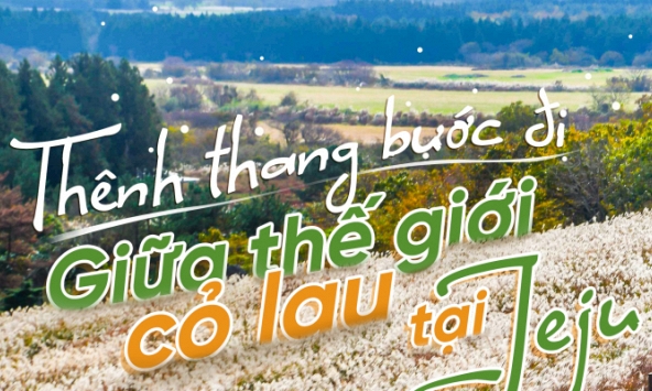 Khám phá vẻ tuyệt đẹp của những đồi cỏ lau tại đảo Jeju, Hàn Quốc 