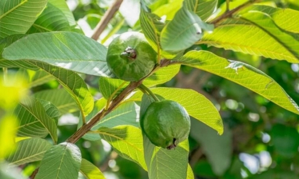 Lá ổi - Loại lá có công dụng tuyệt vời trong việc chăm sóc da