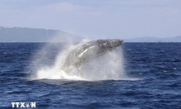 Tạp chí Science Advances: Nhiều loài cá voi có tuổi thọ lên tới hơn 100 năm