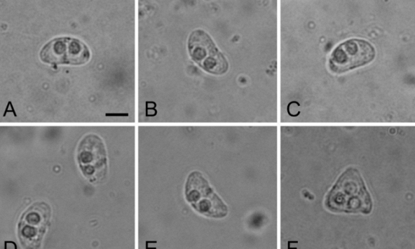 Khám phá đa dạng sinh học của trùng bào tử sợi myxospores ký sinh trên cá tại vùng biển Nam Trung Bộ, Việt Nam