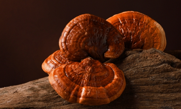 Nghiên cứu công nghệ mới tạo đột phá trong sản xuất nấm tại Huế