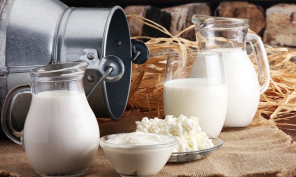 Những giọt sữa béo có thể là “thần dược” cho hệ tiêu hóa