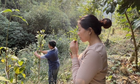 Đồi thảo dược của nhà khoa học Bá Thị Châm