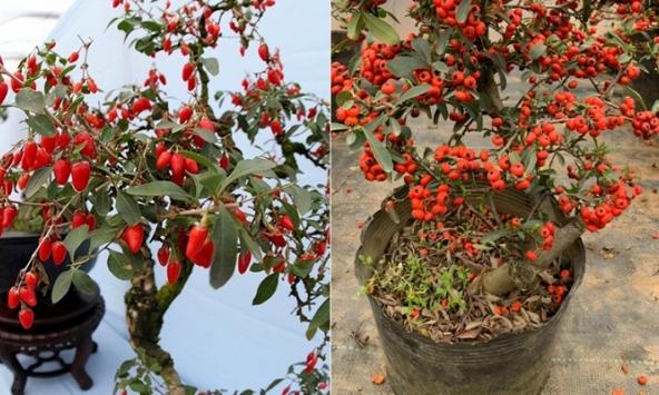 Người xưa có câu: 'Trồng 4 loại cây đỏ này trong nhà thì con cháu đời sau sẽ giàu có!'