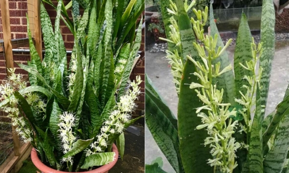 Nếu làm tốt 3 điều này, cây lưỡi hổ nhà bạn sẽ nở hoa và mang MAY MẮN, PHÚC LỘC về nhà!