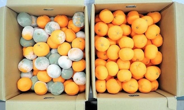 Đột phá công nghệ bảo quản hoa quả và rau củ tươi trong nháy mắt tại Nhật Bản