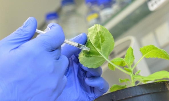 Tiêm vaccine cho cây trồng, giải pháp thúc đẩy an ninh lương thực toàn cầu