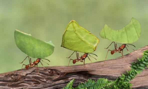 Giải pháp giao thông lấy cảm hứng từ kiến: Hướng đi mới cho đô thị thông minh