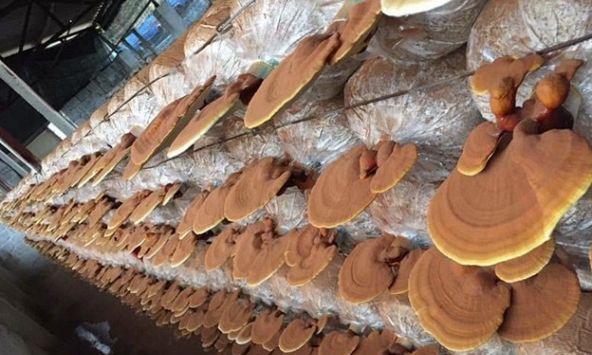 Giá trị của bảo hộ quyền sở hữu trí tuệ trong nghiên cứu và phát triển nông nghiệp