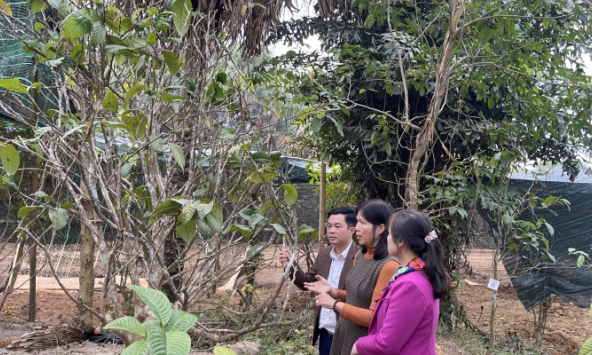 ThS Phạm Thị Lý – Người đam mê cây thảo dược và hành trình trồng hơn 10 ngàn cây chè hoa vàng Hakodae tại Cao nguyên Đông Bo