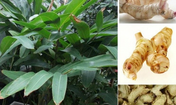 Nhà khoa học Việt phân lập thành công hợp chất hỗ trợ điều trị ung thư từ cây riềng