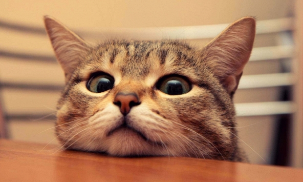 Loài hoa quen thuộc lại là chất kịch độc với mèo nhà bạn