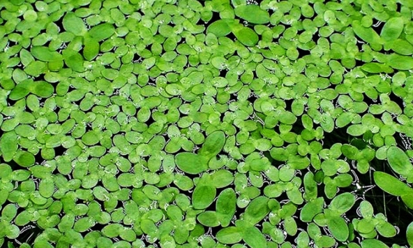 Bèo tấm - 'Siêu thực phẩm' tiềm năng của tương lai