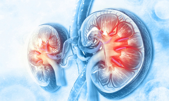 Nghiên cứu hé lộ hy vọng mới cho người suy thận mạn