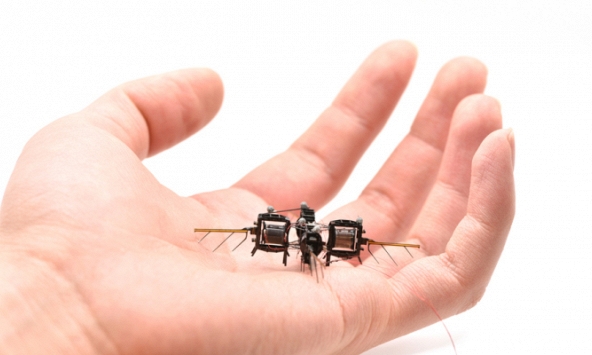 Mỹ phát triển robot ong siêu nhỏ hỗ trợ thụ phấn cho trang trại trong nhà 