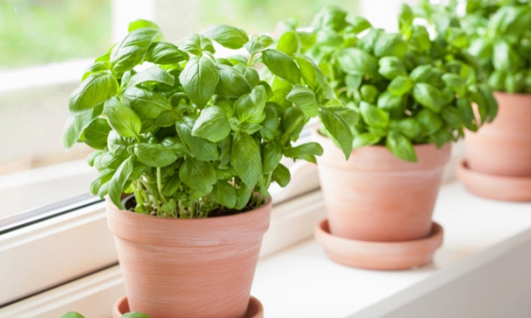 Những loại cây giúp đuổi muỗi hiệu quả