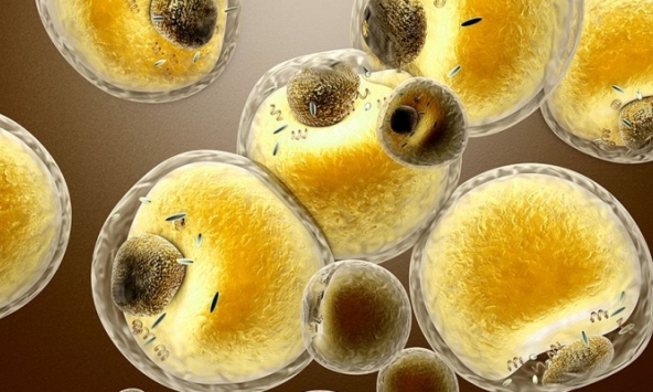 Phát hiện mới mang lại hy vọng điều trị cho bệnh nhân béo phì