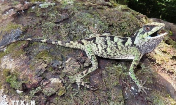 Phát hiện hai loài thằn lằn mới ở Việt Nam