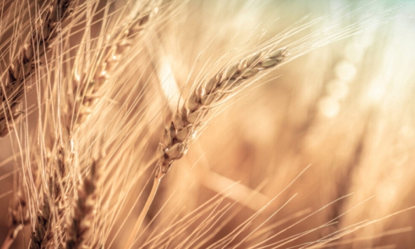 Trung Quốc nghiên cứu thành công giống lúa giàu CoQ10 tốt cho tim mạch