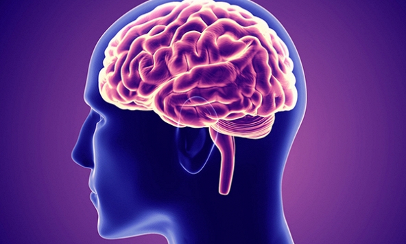 Phát hiện 3 “đường cao tốc thông tin” trong não người