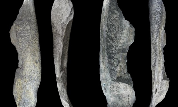 Công cụ bằng xương 1,5 triệu năm tuổi viết lại lịch sử loài người thuở sơ khai