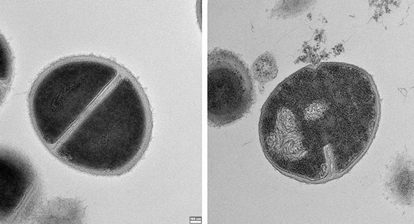 Phát hiện cơ chế miễn dịch mới ở người