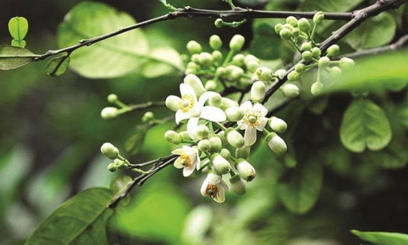 Những công dụng có thể bạn chưa biết của hoa bưởi