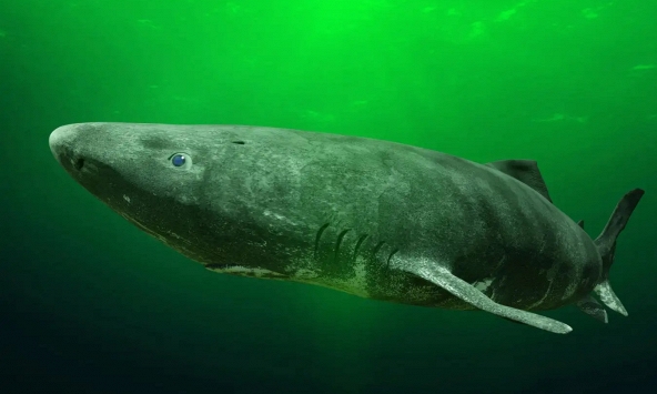 Nhật Bản giải mã thành công bí mật trường thọ của cá mập Greenland