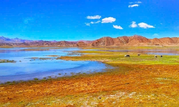 Trung Quốc: Phát hiện loại địa y mới tại “Nóc nhà thế giới”