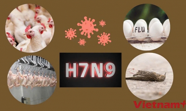 Mỹ ghi nhận ổ dịch cúm gia cầm H7N9 đầu tiên sau 8 năm