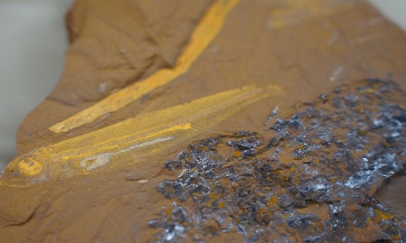 Phát hiện hóa thạch loài cá mới 15 triệu năm tuổi tại Australia