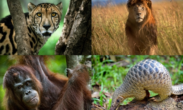 Các nhà khoa học tìm cách cứu các loài có nguy cơ tuyệt chủng từ phân động vật