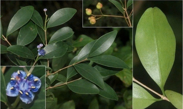 Ninh Thuận: Phát hiện 3 loài thực vật mới tại Vườn Quốc gia Núi Chúa