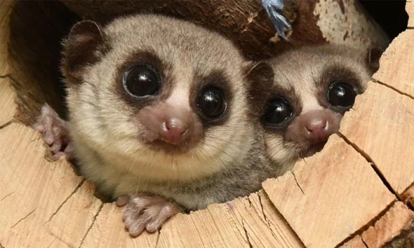 Loài linh trưởng bé nhỏ có thể nắm giữ bí mật chống lão hóa