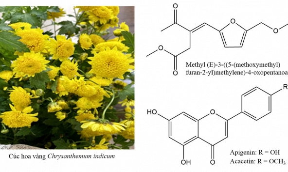 Nghiên cứu tạo chế phẩm từ hoa cúc vàng giúp ức chế tảo độc, bảo vệ môi trường nước