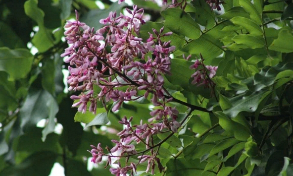 Kỳ lạ loài cây có khả năng 'thuần hóa' sét để tiêu diệt kẻ thù