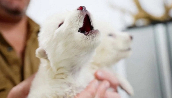 Mỹ hồi sinh thành công loài sói trắng đã tuyệt chủng 12.500 năm