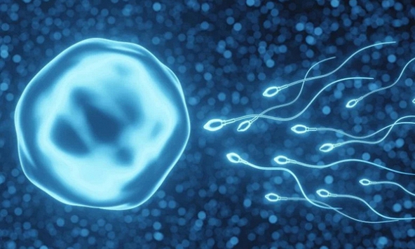 Các nhà khoa học phát hiện hormone bí ẩn kích hoạt rụng trứng