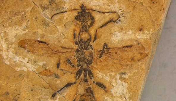 Phát hiện hóa thạch loài kiến “địa ngục” 113 triệu năm tuổi 