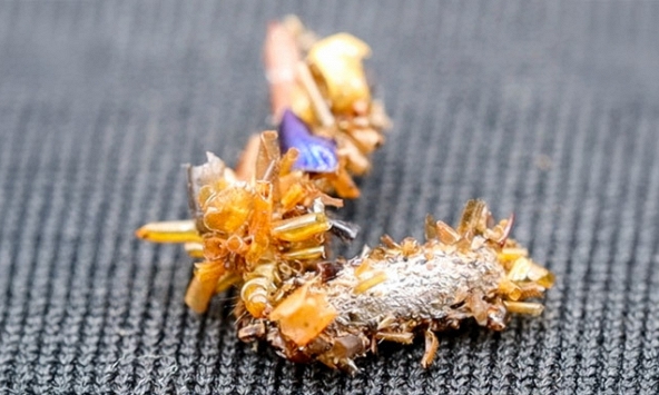 Kỳ lạ loài sâu bướm ăn thịt được mệnh danh là “kẻ sưu tập xương”