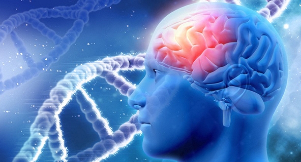 Phát hiện gen và loại thuốc tiềm năng giúp làm chậm lão hóa não