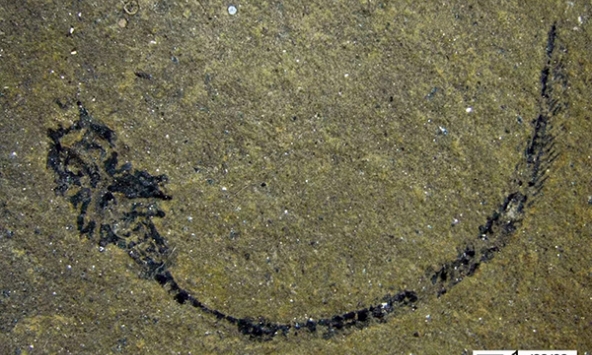 Hóa thạch loài cá cổ đại mở ra bước ngoặt trong giải mã lịch sử tiến hóa động vật có xương sống