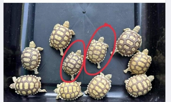 Gỡ bỏ 10 nhóm kín rao bán động vật hoang dã trên mạng xã hội