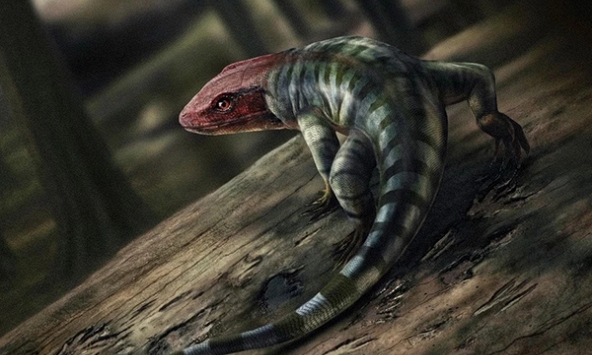 Phát hiện dấu chân 350 triệu năm ở Australia làm thay đổi lịch sử tiến hóa động vật